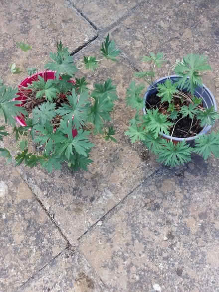 Photo of free Hardy Geraniums x 2 Johnsons Blue (Welwyn AL6) #1