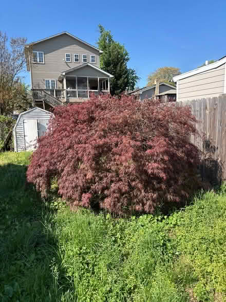 Photo of free Japanese maple tree (Edgewater londontowne) #2