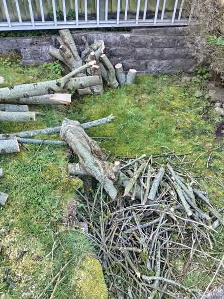 Photo of free Ash tree wood (CF83, Caerphilly) #3