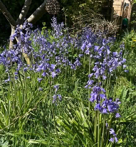 Photo of free Bluebells. (Hollingdean BN1) #1