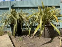 Photo of free 3 potted plants (Felixstowe IP11) #2