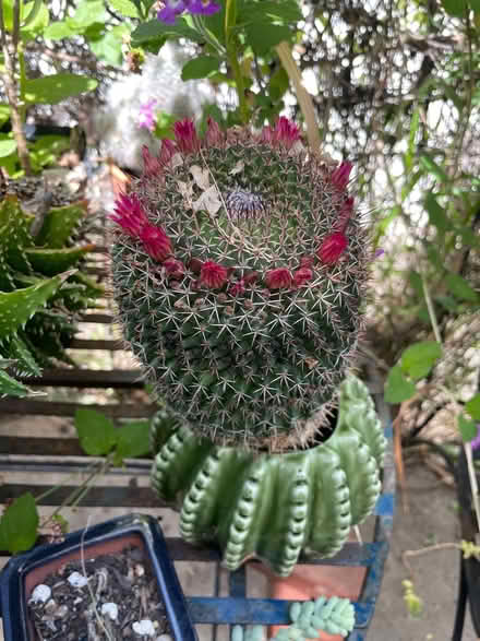 Photo of free Plants (Franklin Hills/ Silver Lake) #3