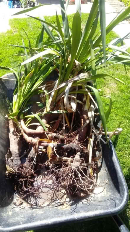 Photo of free Yukka plants (Horsham, near Bennetts Field) #1