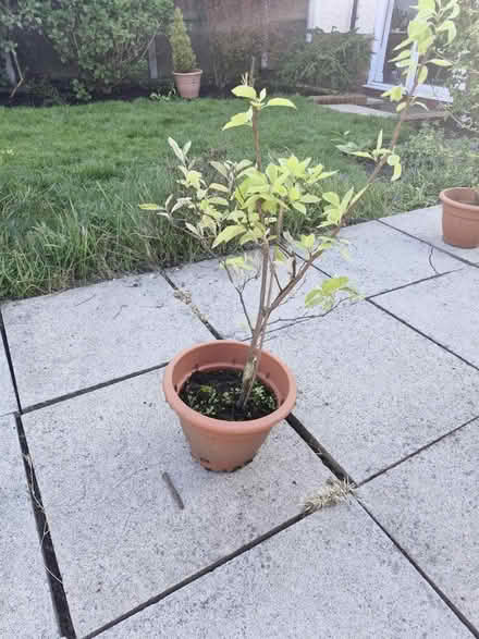 Photo of free Young pear tree (CH42 tranmere) #1