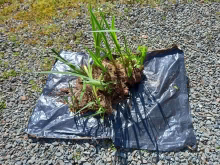 Photo of free Yellow Flag Iris (Thornbury EX22) #1