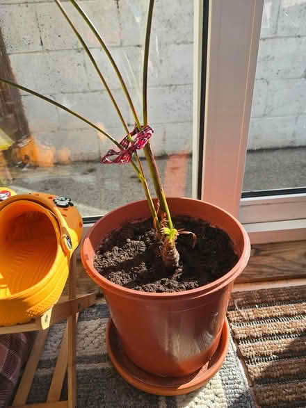 Photo of free A palm tree (Dublin 16) #2