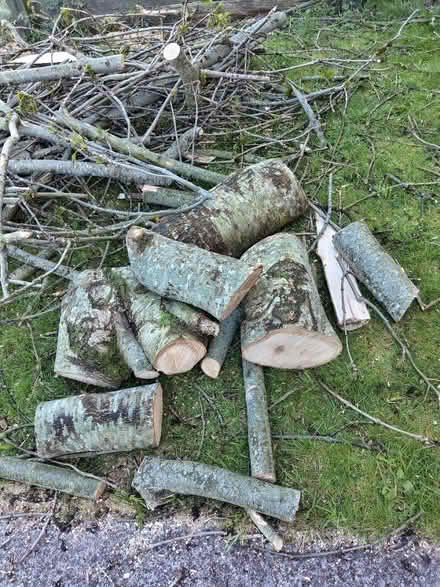 Photo of free Ash tree wood (CF83, Caerphilly) #4