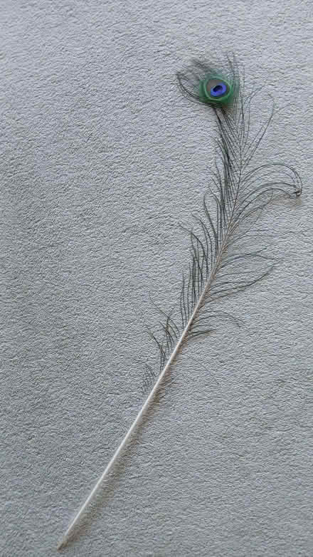 Photo of free Peacock feather (Maidenhead SL6) #2
