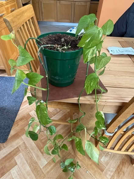 Photo of free Golden Pothos (Devil's Ivy) plant (Barnes SW13) #2