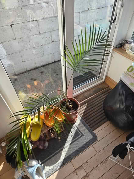 Photo of free A palm tree (Dublin 16) #1