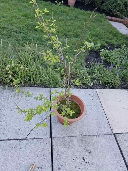 Photo of free Blackthorn (sloe) tree (CH42 tranmere) #1