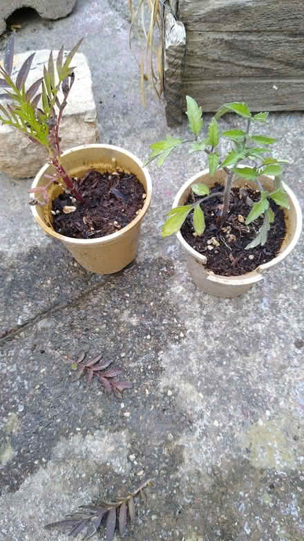 Photo of free Tomato and Marigold seedlings (Albany) #1