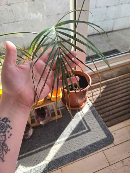 Photo of free A palm tree (Dublin 16) #3