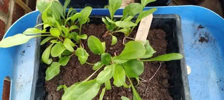 Photo of free Perpetual spinach seedlings (Kennington OX1) #1