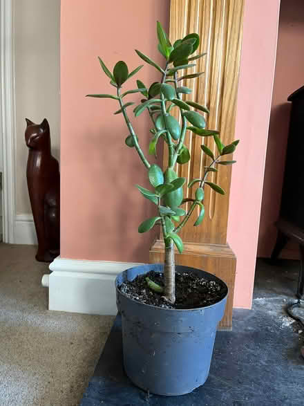 Photo of free Jade Houseplant (BR6) #1