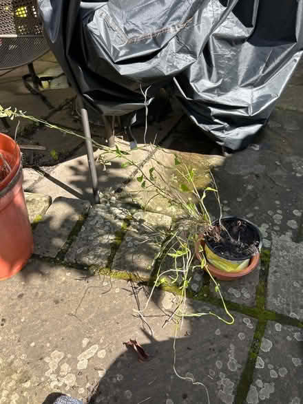 Photo of free Pot of rocket plants (Cotham BS6) #1