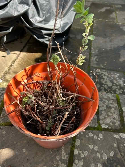 Photo of free Mint plant - a bit straggly (Cotham BS6) #1