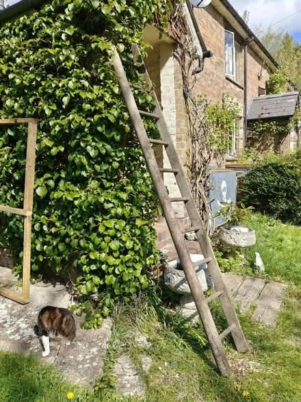 Photo of free Wood ladder (Bishops itchington CV47) #1