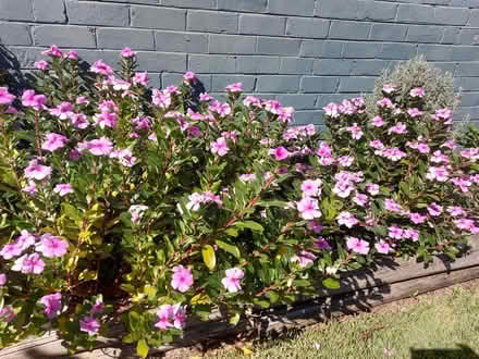 Photo of free Flowering plants (Hurstville) #4