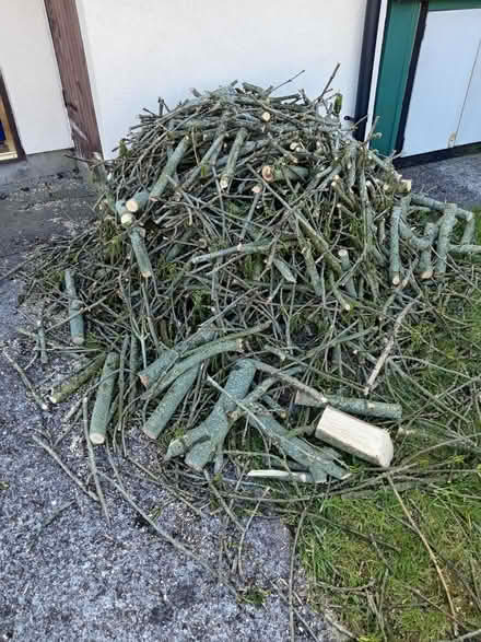 Photo of free Ash tree wood (CF83, Caerphilly) #2