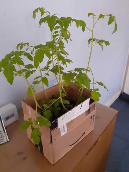 Photo of free 6 tomato plants (Tonbridge TN9) #1