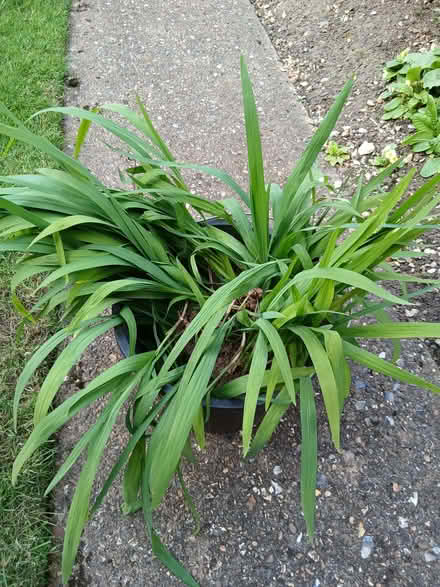 Photo of free Crocosmia corms (Nowton IP33) #1