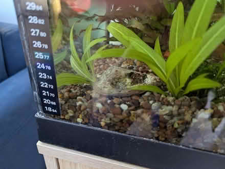 Photo of free 2 x Aquarium plants (Westcott) #1