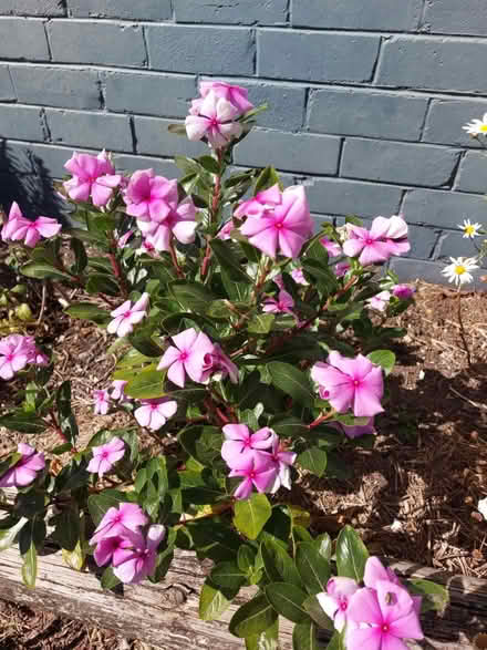Photo of free Flowering plants (Hurstville) #3