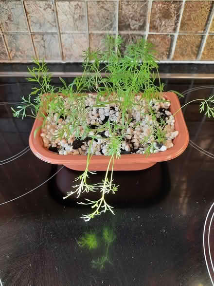Photo of free Herb Dill seedlings (Morden SM4) #2
