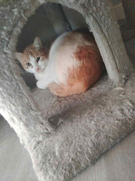 Photo of Pet supplies donations (Northridge) #4