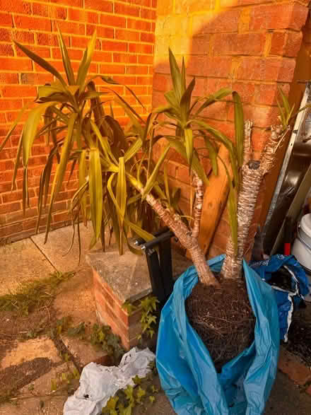 Photo of free Plant (Slough) #2