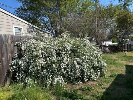 Photo of free Japanese maple tree (Edgewater londontowne) #3