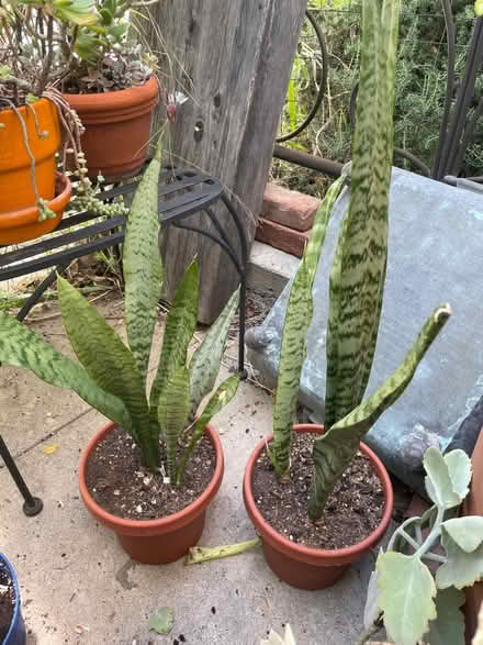 Photo of free Plants (Franklin Hills/ Silver Lake) #2