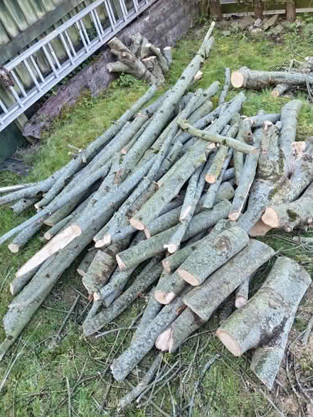 Photo of free Ash tree wood (CF83, Caerphilly) #1