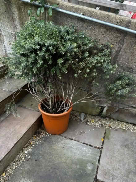 Photo of free Hebe (Bear flat) #1