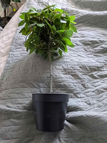Photo of free Artificial plant (Manchester M19) #1