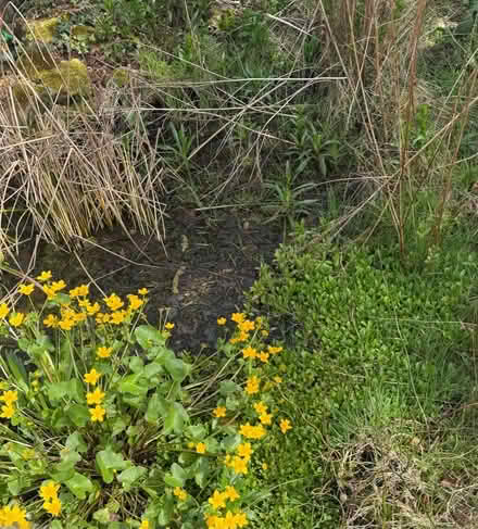 Photo of free Pond plants, carpet roll tubes and wood off cuts. (Llynclys SY10) #2