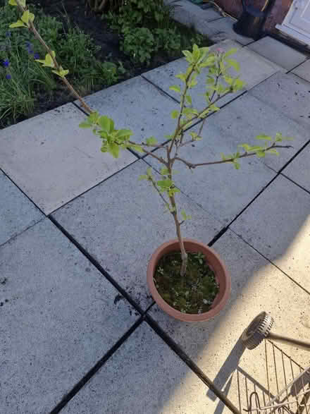 Photo of free You crab apple tree (CH42 tranmere) #1