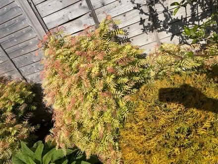 Photo of free Sorbaria Sem Garden Plant- large (Morecambe) #1