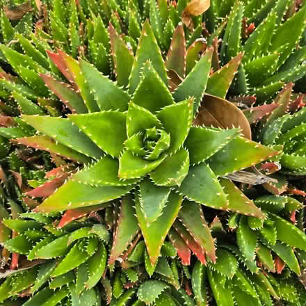 Photo of free Succulents (Chiquita Av MtnVw) #2