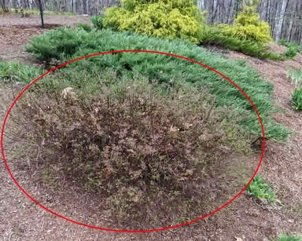Photo of free Japanese Spirea shrub (Groton) #1