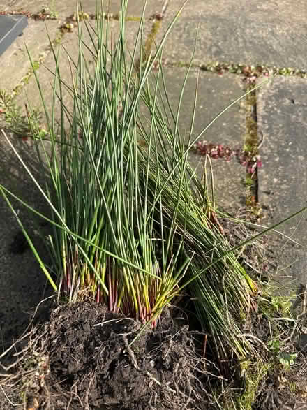 Photo of free Reeds (Harrogate HG2) #1