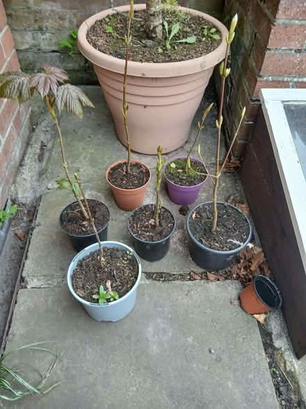 Photo of free Sycamore saplings (Willington DL15) #1