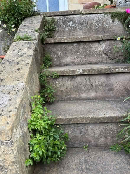 Photo of free Erigeron Daisy (Lower Weston BA1) #2