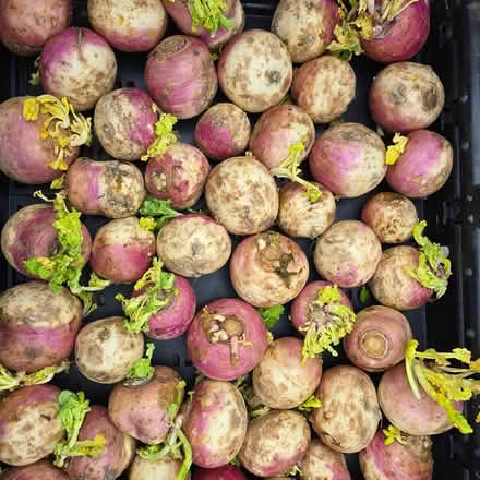 Photo of free Over Ripe Turnips (Mountain View) #1