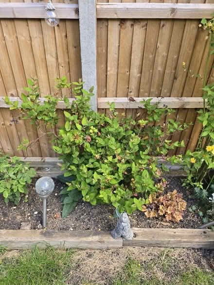 Photo of free Tutsan (Berry bush) (Poplars SG2) #3
