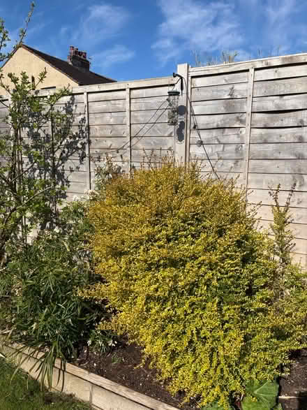 Photo of free Large box plant (Morecambe) #1