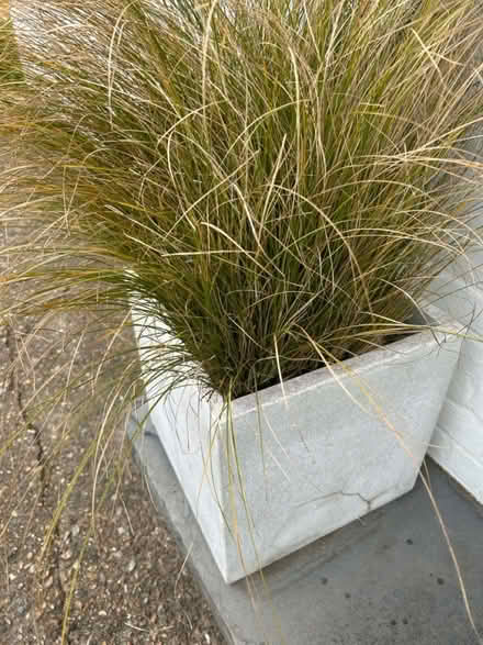 Photo of free Large White Planter and Grass (Brighton) #1