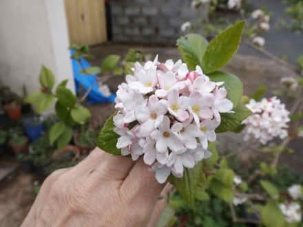 Photo of free hardy shrub Viburnum carlesii (Llanidloes SY18) #2