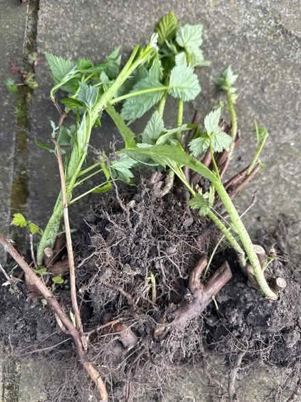 Photo of free Raspberry canes (Harrogate HG2) #1